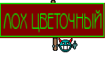 ЛОХ ЦВЕТОЧНЫЙ