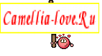 Camellia-love.Ru